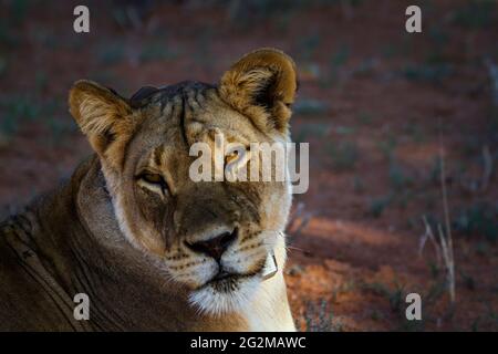Afrikanisches Löwenporträt mit Funkkragen im Kgalagadi Transfrontier Park, Südafrika; specie panthera leo Familie der felidae Stockfoto