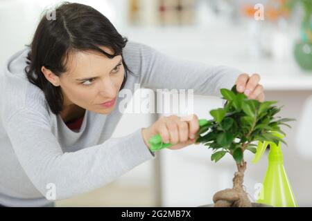 Gartenarbeit - Frau trimmen Fichte konzentrieren sich auf Schere Stockfoto