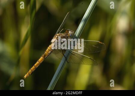 Südlicher Skimmer (Orthetrum brunneum), weiblich. Toskana, Italien. Stockfoto