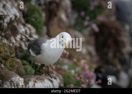 Kittiwake, Rissa tridactyla, Mittsommer auf dort klippenseitigen Brutplätzen an der Ostküste Schottlands. Stockfoto