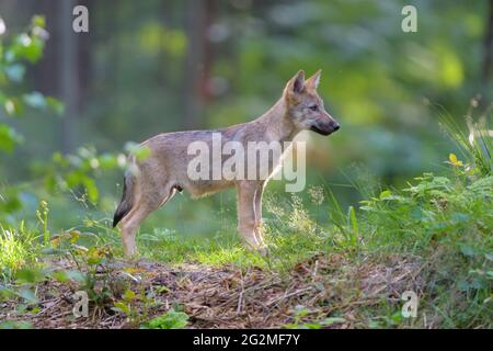 Wolf, Canis lupus, Junge Stockfoto