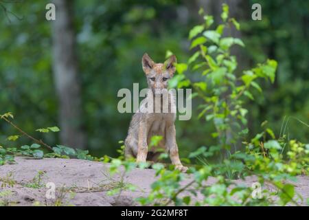 Wolf, Canis lupus, Junge Stockfoto