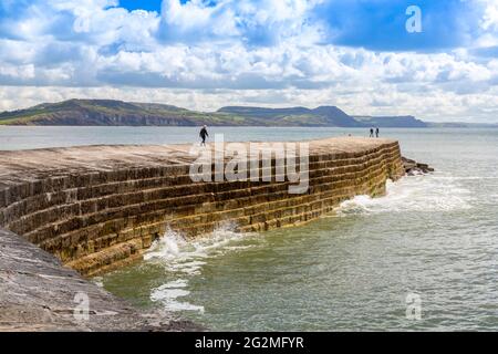 Der geschwungene Steinbrecher, der als Cobb im Hafen von Lyme Regis an der Jurassic Coast, Dorset, Großbritannien, bekannt ist Stockfoto