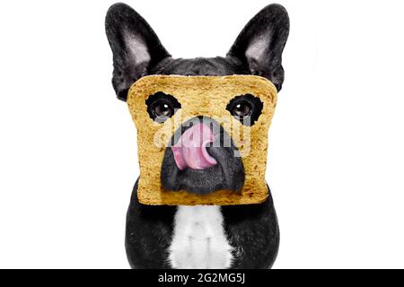 Hungriger französischer Bulldogge mit Toast zum Frühstück, bereit, den Tag frisch zu beginnen und Wecker Stockfoto