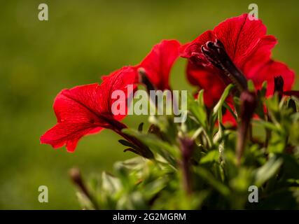 Rote Petunia blüht in einem Blumentopf, in einem englischen Garten Stockfoto