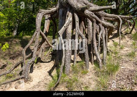 Ein Baum wurzelt am Ufer eines Waldteiches. Die freigelegten Wurzeln der Schottenkiefer (Pinus sylvestris) am Wald. Stockfoto