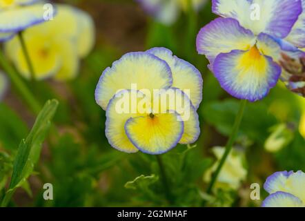 Blaue und weiße Stiefmütterchen in einem englischen Garten, Malvern Worcestershire UK Stockfoto