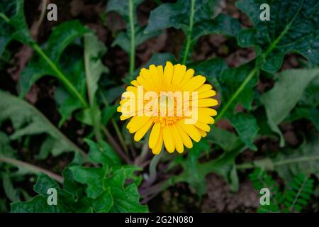 Gelbe Gerbera Stockfoto