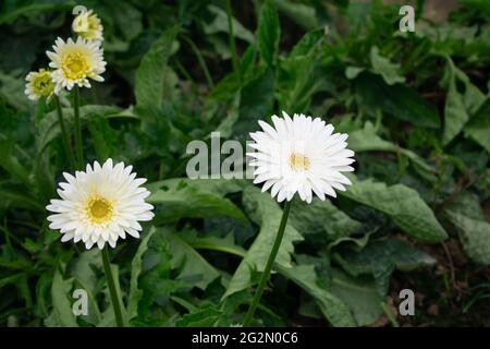 Weiße Zerbera Blume Stockfoto
