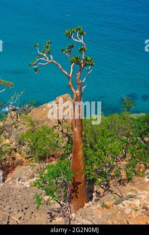 Jemen, Insel Socotra, Wüstenrose, Adenium obesum ssp. Sokotranum Stockfoto