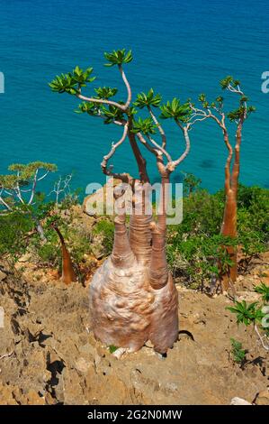 Jemen, Insel Socotra, Wüstenrose, Adenium obesum ssp. Sokotranum Stockfoto