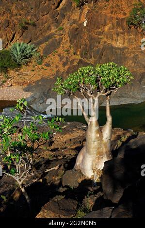 Jemen, Insel Socotra, Wüstenrose, Adenium obesum ssp. Sokotranum Stockfoto