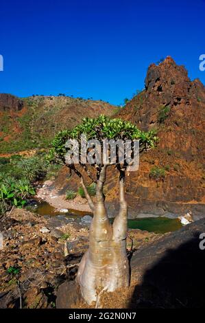 Jemen, Insel Socotra, Wüstenrose, Adenium obesum ssp. Sokotranum Stockfoto