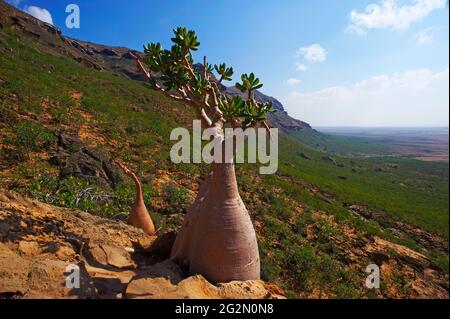 Jemen, Insel Socotra, Wüstenrose, Adenium obesum ssp. Sokotranum Stockfoto