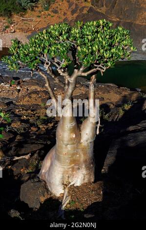 Jemen, Insel Socotra, Wüstenrose, Adenium obesum ssp. Sokotranum Stockfoto