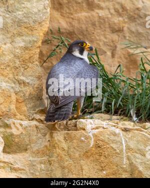 Peregrine Falcon an einem Nestplatz in den Cotswold Hills Stockfoto