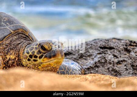 Green Sea Turtle (Honu) Sonnenbaden in Maui, Hawaii Stockfoto