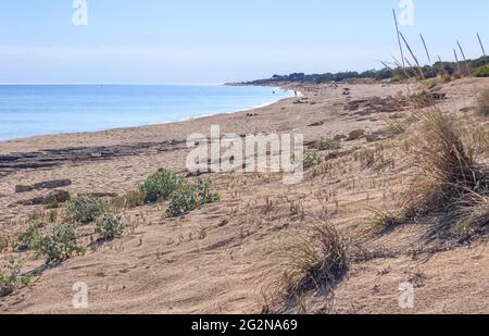 Die schönsten Strände Italiens: Der Dünenpark Campomarino. Sommer entspannen: Sonnenschirm isoliert zwischen Meer und Dünen in Apulien. Stockfoto