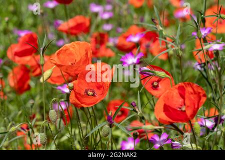 Ein Feld von wilden Blumen mit Gänseblümchen, Mohnblumen und anderen verschiedenen Arten Stockfoto