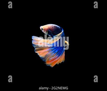 Schöne siam kämpfen Fisch isoliert auf schwarzem Hintergrund Stockfoto