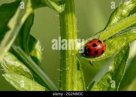 11. Juni 2021-Sangju, Südkorea-in Dieses Foto wurde am 7. Juni 2021 aufgenommen. Harmonia axyridis landete ein Blatt in der Nähe von Feuchtgebieten in Sangju, Südkorea. Stockfoto