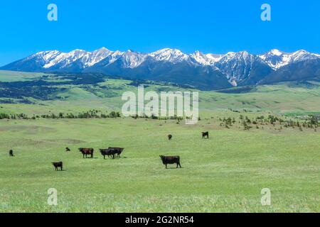 Rinder im Rangeland der Ausläufer unterhalb der absaroka Range in der Nähe von livingston, montana Stockfoto