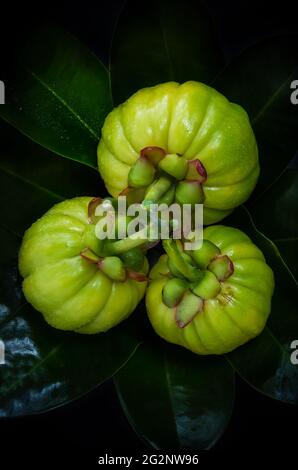 Draufsicht. Nahaufnahme Frische Garcinia cambogia Frucht auf Blätter Hintergrund. Garcinia atroviridis ist eine Gewürzpflanze und Hydroxy-Zitronensäuren (HCA) für gutes h Stockfoto