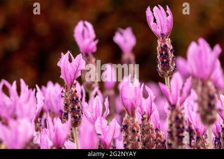 Lila Blumen Französischer Lavendelgarten Papillon Lavandula stoechas kleine röhrenförmige Blüten Stockfoto