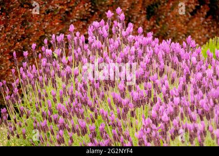 Lavandula stoechas Papillon Französischer Lavendel Spanischer Lavendel Lavandula pedunculata Blumenbett Lavendelrand Stockfoto