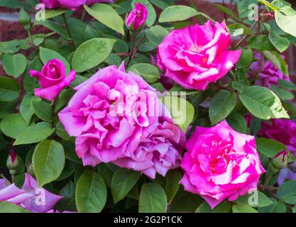 Blüten der rosa dornlosen Kletterrose Zephirine Drouhin, England Stockfoto