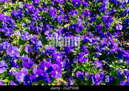 Gartenarbeit. Die Gartenschnepfe ist eine Art großblühiger Hybridpflanze, die als Gartenblume kultiviert wird. Es wird durch Hybridisierung von mehreren Arten abgeleitet Stockfoto