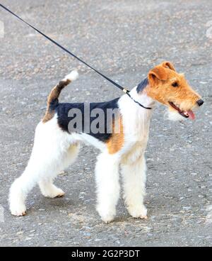 An einem sonnigen Tag ist der drahthaarige Fuchs Terrier an einer dünnen Lederleine. Nahaufnahme, Kopierbereich. Stockfoto