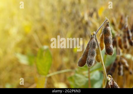 Sojabohnen Ernte und Sojabohnen Pflanzen wachsen in Reihen bereit für Ernte Stockfoto