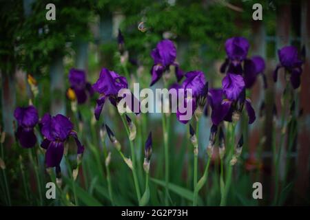 Üppige lila Iris blüht in einem Frühlingsgarten. Stockfoto