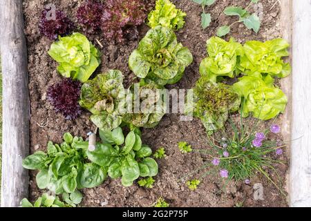 Kräuter und Gemüse - Kohlrabi, Salat, Spinat und Schnittlauch - wachsen in einem hölzernen Gemüse / Kräuter-Gartentopf mit einer Kelle Stockfoto