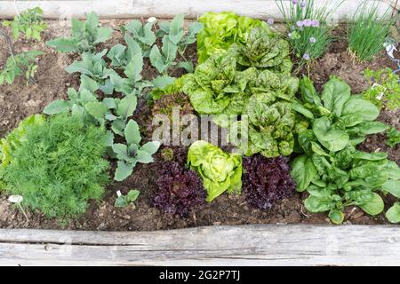 Kräuter und Gemüse - Kohlrabi, Salat, Spinat und Schnittlauch - wachsen in einem hölzernen Gemüse-/Kräutergartentopf Stockfoto