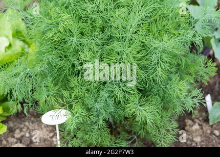 Dill (Anethum graveolens) ist ein einjähriges Kraut in der Sellerie-Familie Apiaceae. Sie ist die einzige Art der Gattung Anethum. Wächst in einem Kräutergarten Stockfoto