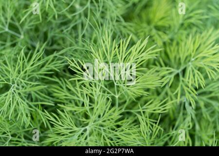 Dill (Anethum graveolens) ist ein einjähriges Kraut in der Sellerie-Familie Apiaceae. Sie ist die einzige Art der Gattung Anethum. Wächst in einem Kräutergarten Stockfoto