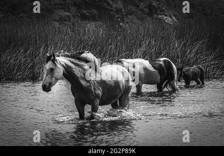 Graustufen-Aufnahme von Pferden, die im Freien durch einen Fluss fahren Stockfoto