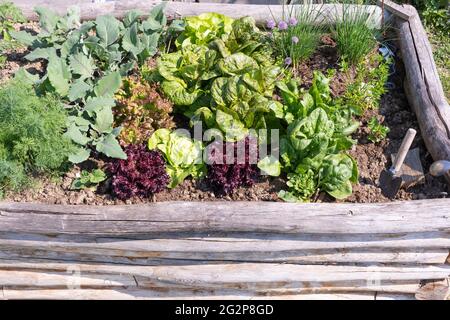 Kräuter und Gemüse - Kohlrabi, Salat, Spinat und Schnittlauch - wachsen in einem hölzernen Gemüse-/Kräutergartentopf Stockfoto