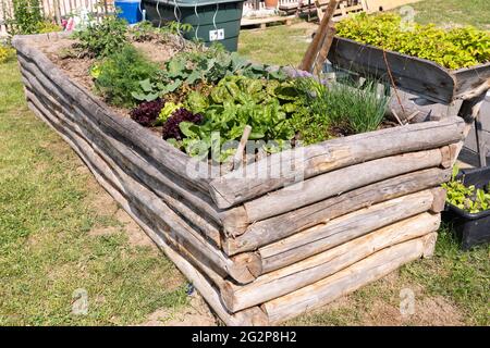 Kräuter und Gemüse - Kohlrabi, Salat, Spinat und Schnittlauch - wachsen in einem hölzernen Gemüse-/Kräutergartentopf Stockfoto