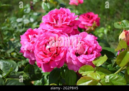 Bush wild zarte rosa Rosen. Pflanzenhintergrund. Schöner Busch von blassroten Rosen. Ein Zweig der roten Rose im Garten in der Sommersaison. Rosebuds c Stockfoto