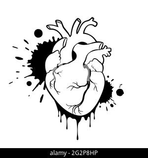 Von Hand gezogenes menschliches Herz. Anatomisch realistisches tropfendes Herz, Strichgrafiken, Vektorgrafik Stock Vektor