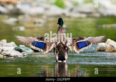 Rückansicht einer männlichen Mallard Duck, Mallard Drake Stockfoto