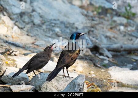 Juvenile Common Grackle (Quiscalus quiscula) mit Eltern Erwachsener weiblicher Grackle Stockfoto