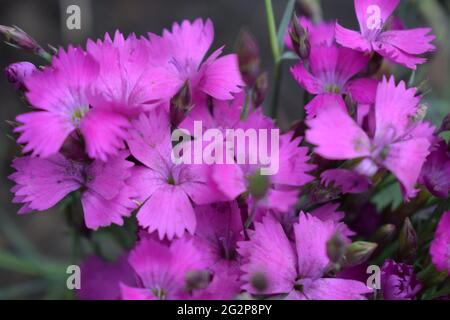 Blume Nelke gratianopolitanus Feuerhexe mit Fliederblüten. Dianthus chinensis Blume rosa Hintergründe blühen im Frühling im Garten. Dianthus gratian Stockfoto