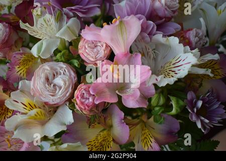 Wunderschöner Valentinstag-Strauß, romantischer Strauß frischer Rosen und Alstroemeria aus nächster Nähe. Floraler Hintergrund. Bouquet von Alstroemeria blüht voll Stockfoto