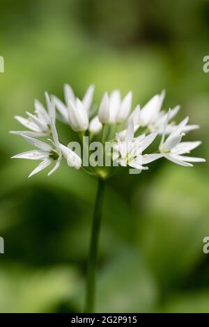 Nahaufnahme einer Bärlauch-Blume, Allium ursinum Stockfoto