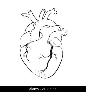 Menschliches Herz. Anatomisch realistische Liniengrafik, Vektordarstellung. Stock Vektor