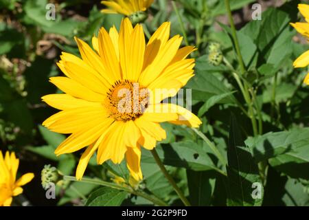 Gelbe Blüten. Blühende Blumen im Garten. Heliopsis. Sonnenblumenfamilie. Gelbe Gänseblümchen. Nahaufnahme. Wilde Blume, leicht zu züchten. Als Fals bezeichnet Stockfoto